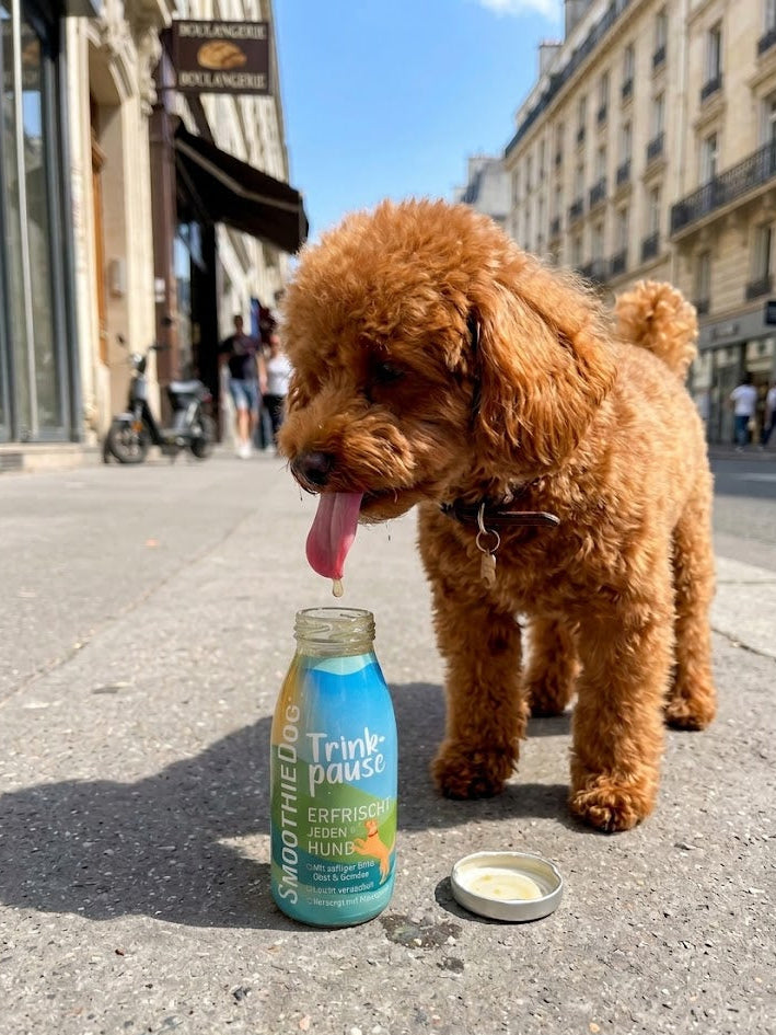 SMOOTHIE 100% NATUREL - CANARD LEGUMES